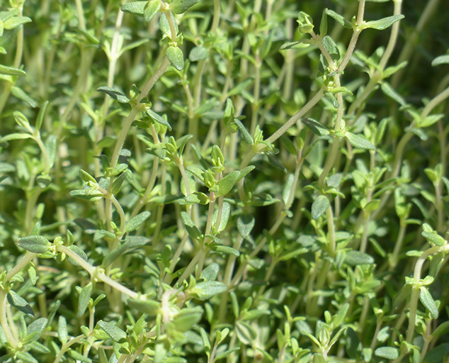 Parsley, Sage, Rosemary & Thyme Lake Metroparks